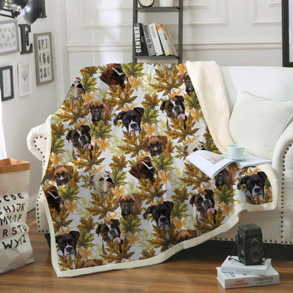 Fall-Winter - Boxer Blanket V1