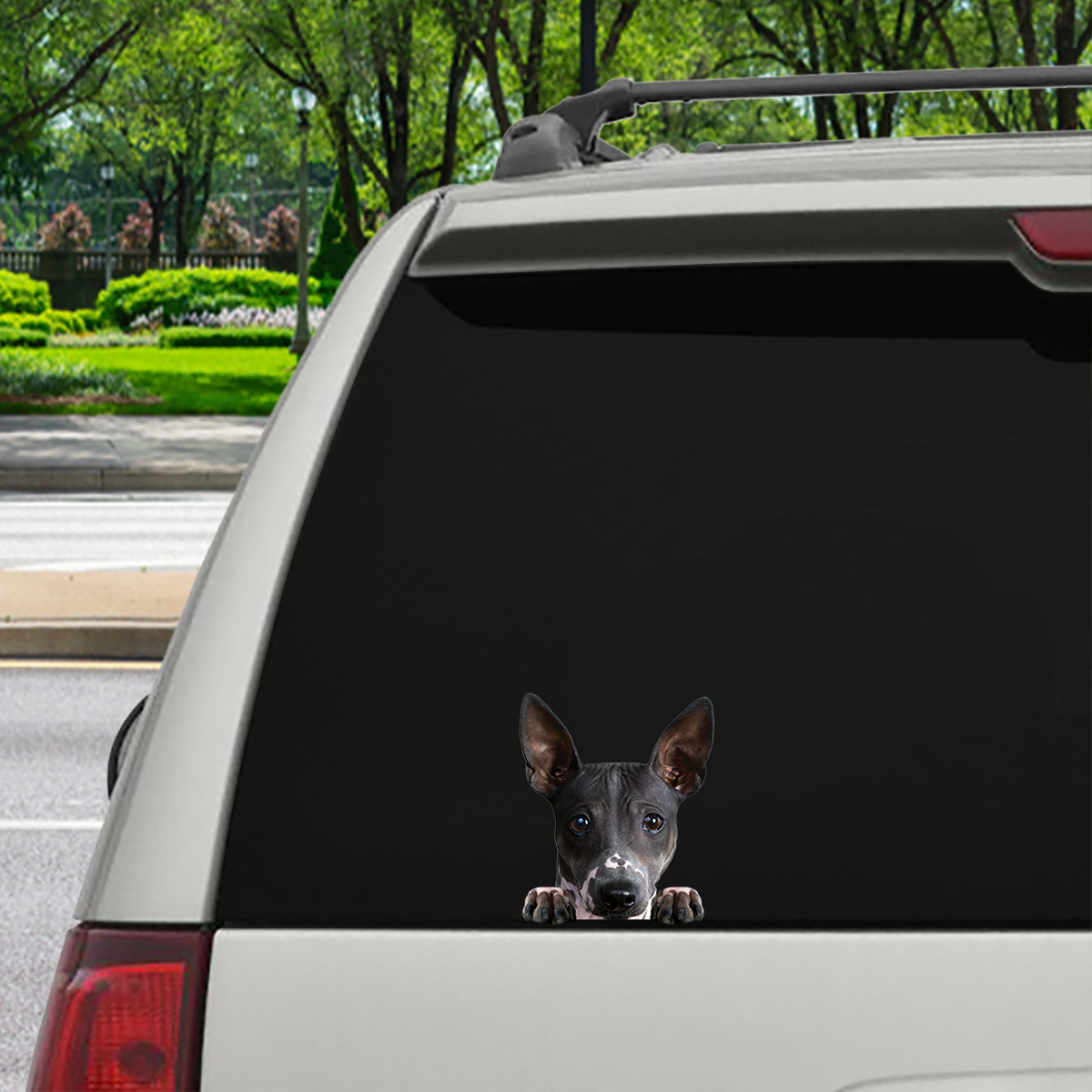 Can You See Me Now - American Hairless Terrier Car/ Door/ Fridge/ Laptop Sticker V1