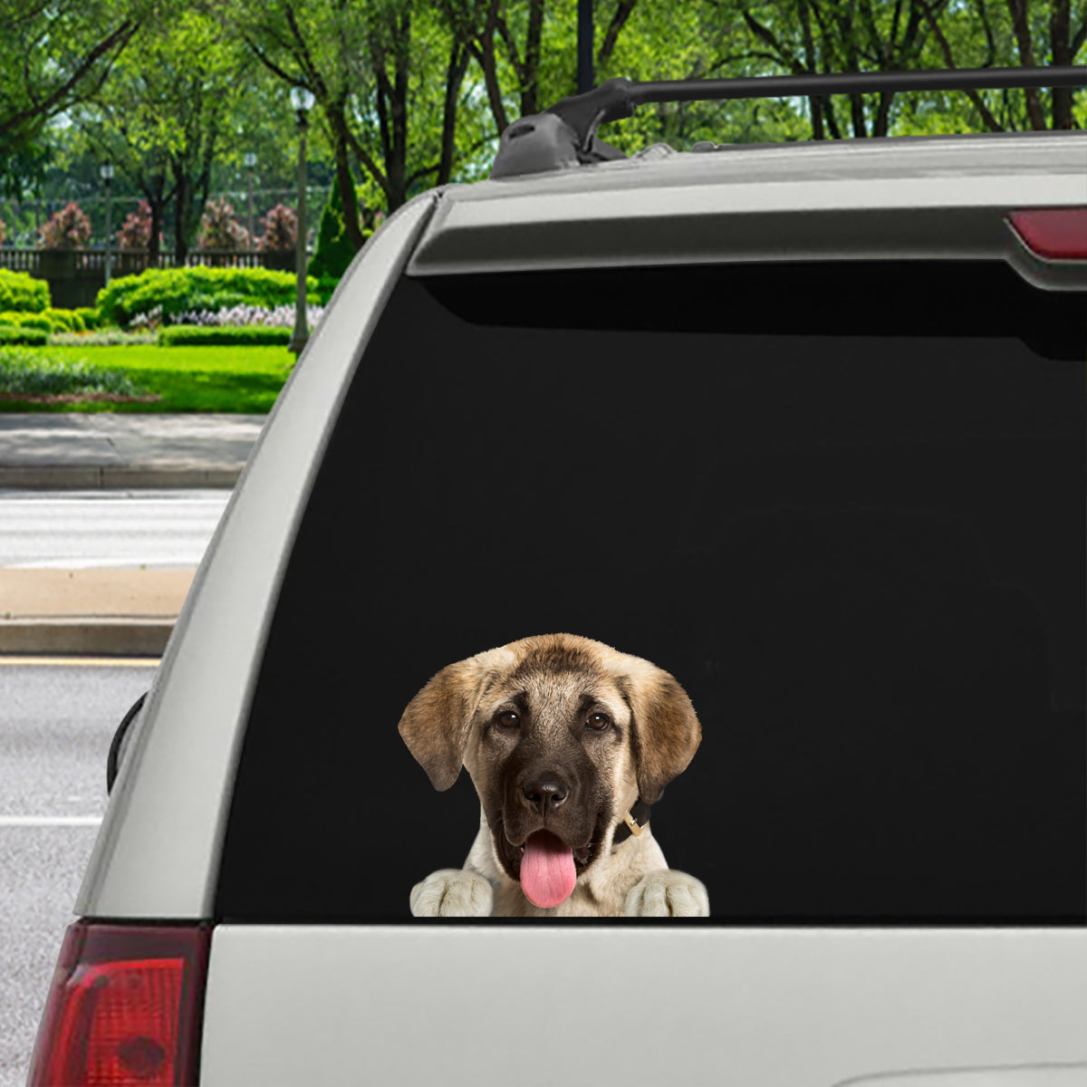 Can You See Me Now - Anatolian Shepherd Car Sticker V1