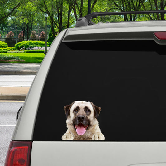 Can You See Me Now - Anatolian Shepherd Car Sticker V2