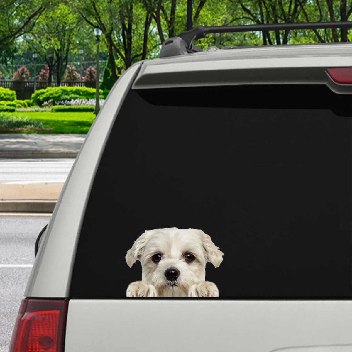 Can You See Me Now - Bichon Frise Car/ Door/ Fridge/ Laptop Sticker V4