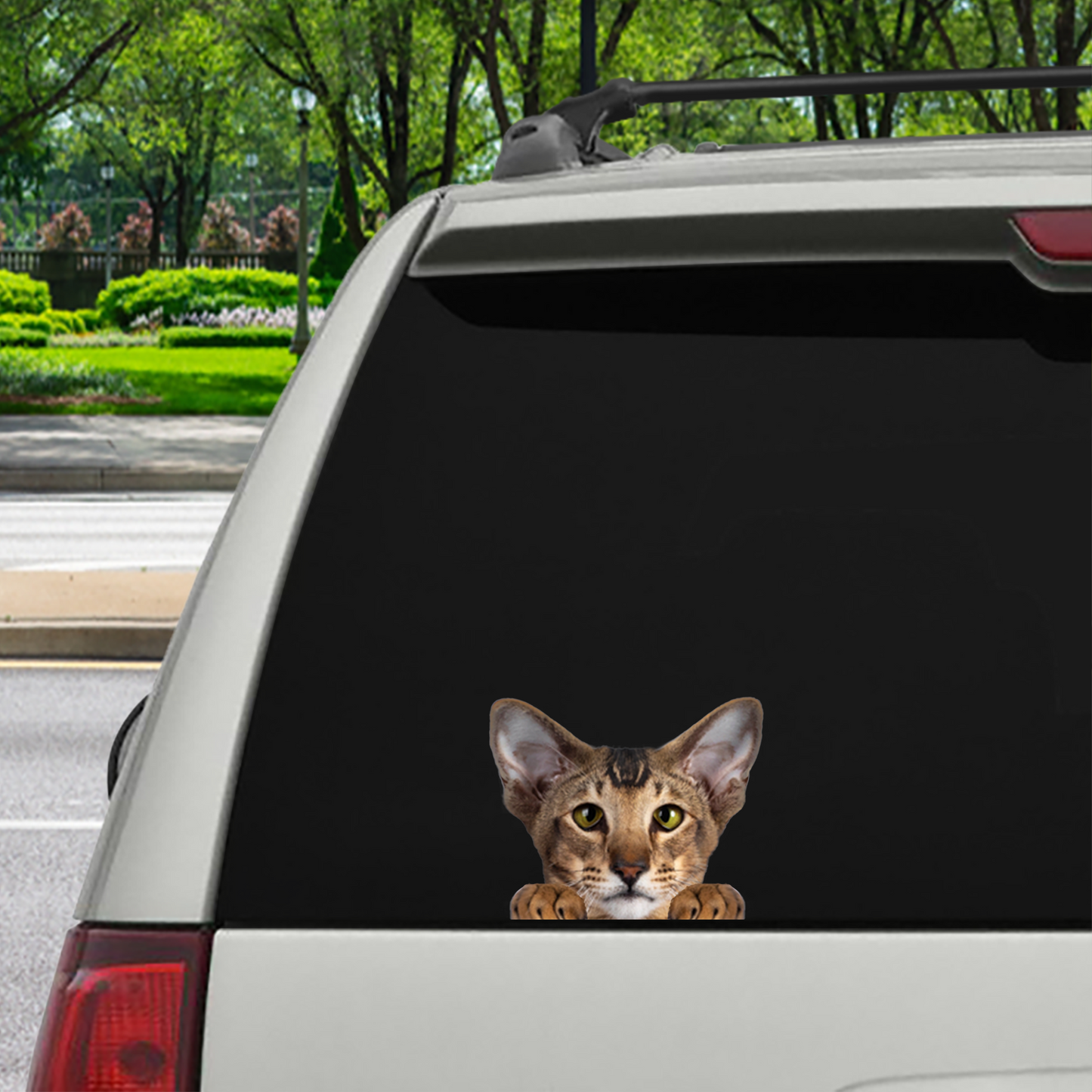 Can You See Me Now - Oriental Cat Car/ Door/ Fridge/ Laptop Sticker V1
