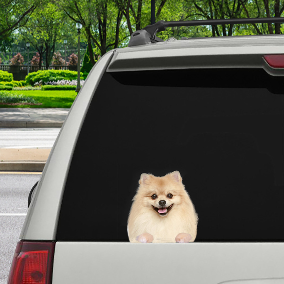 Can You See Me Now - Pomeranian Car/ Door/ Fridge/ Laptop Sticker V3