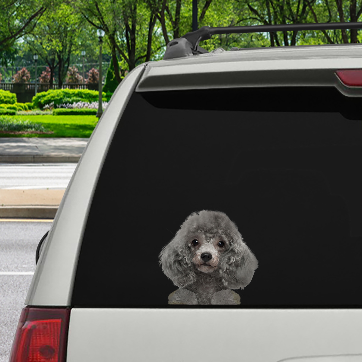 Can You See Me Now - Poodle Car/ Door/ Fridge/ Laptop Sticker V3