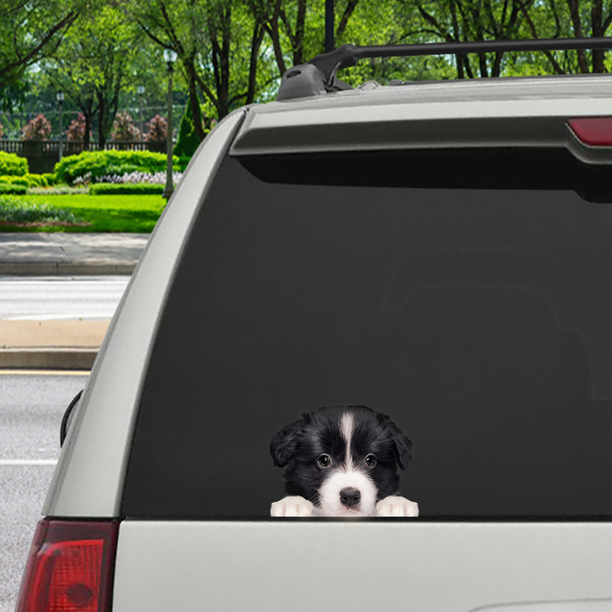 Can You See Me Now - Border Collie Car/ Door/ Fridge/ Laptop Sticker V1