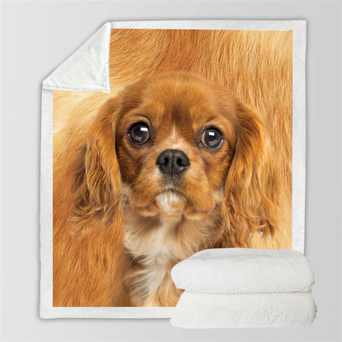 Cavalier King Charles Spaniel - Decke V5