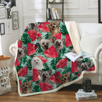 Chinese Crested - Colorful Blanket V1