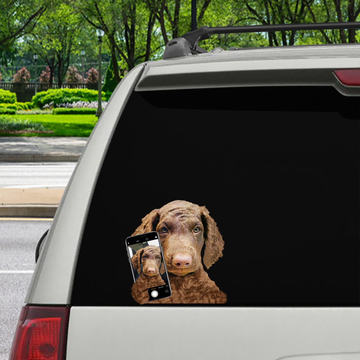 Do You Like My Selfie - Curly Coated Retriever Car/ Door/ Fridge/ Laptop Sticker V1