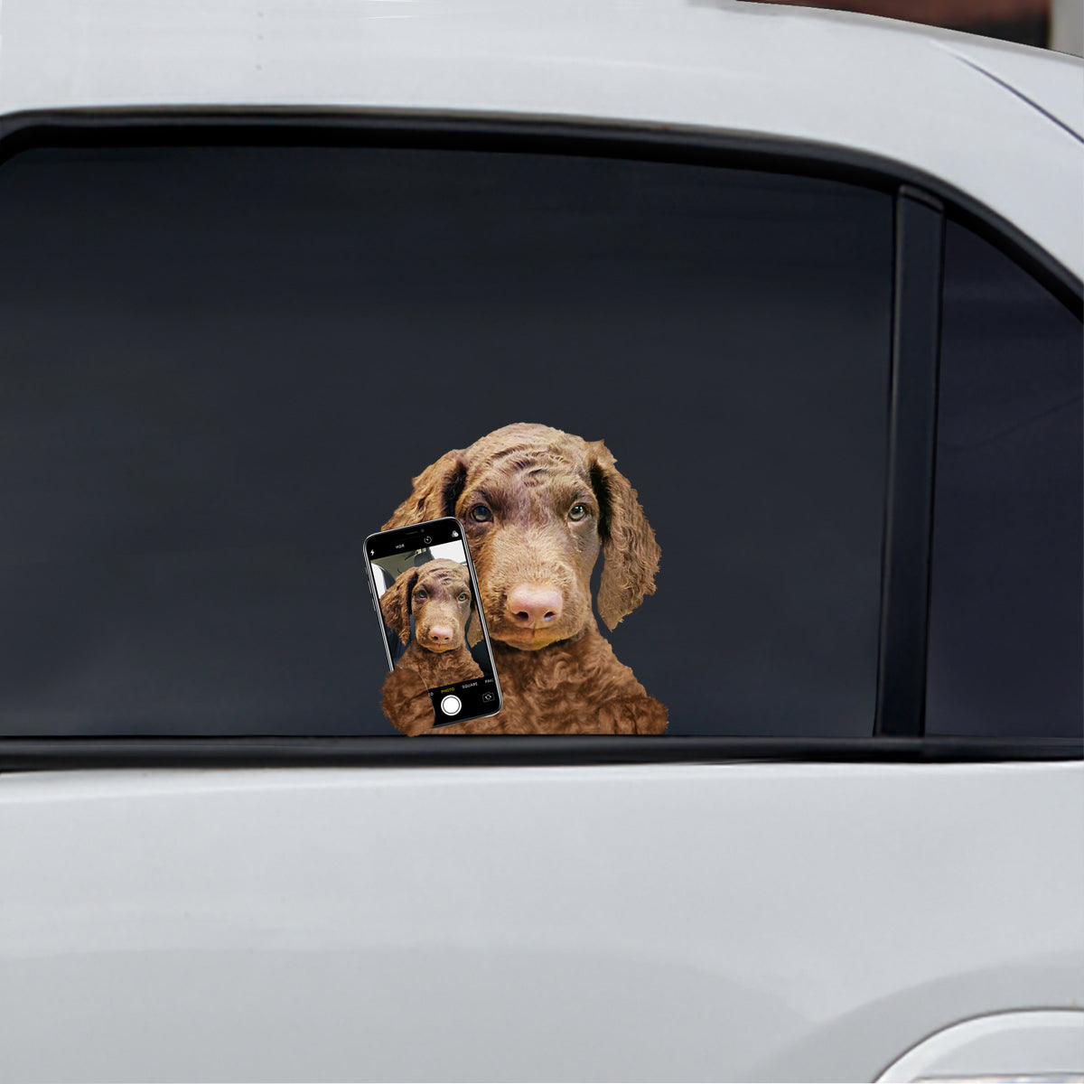 Do You Like My Selfie - Curly Coated Retriever Car/ Door/ Fridge/ Laptop Sticker V1
