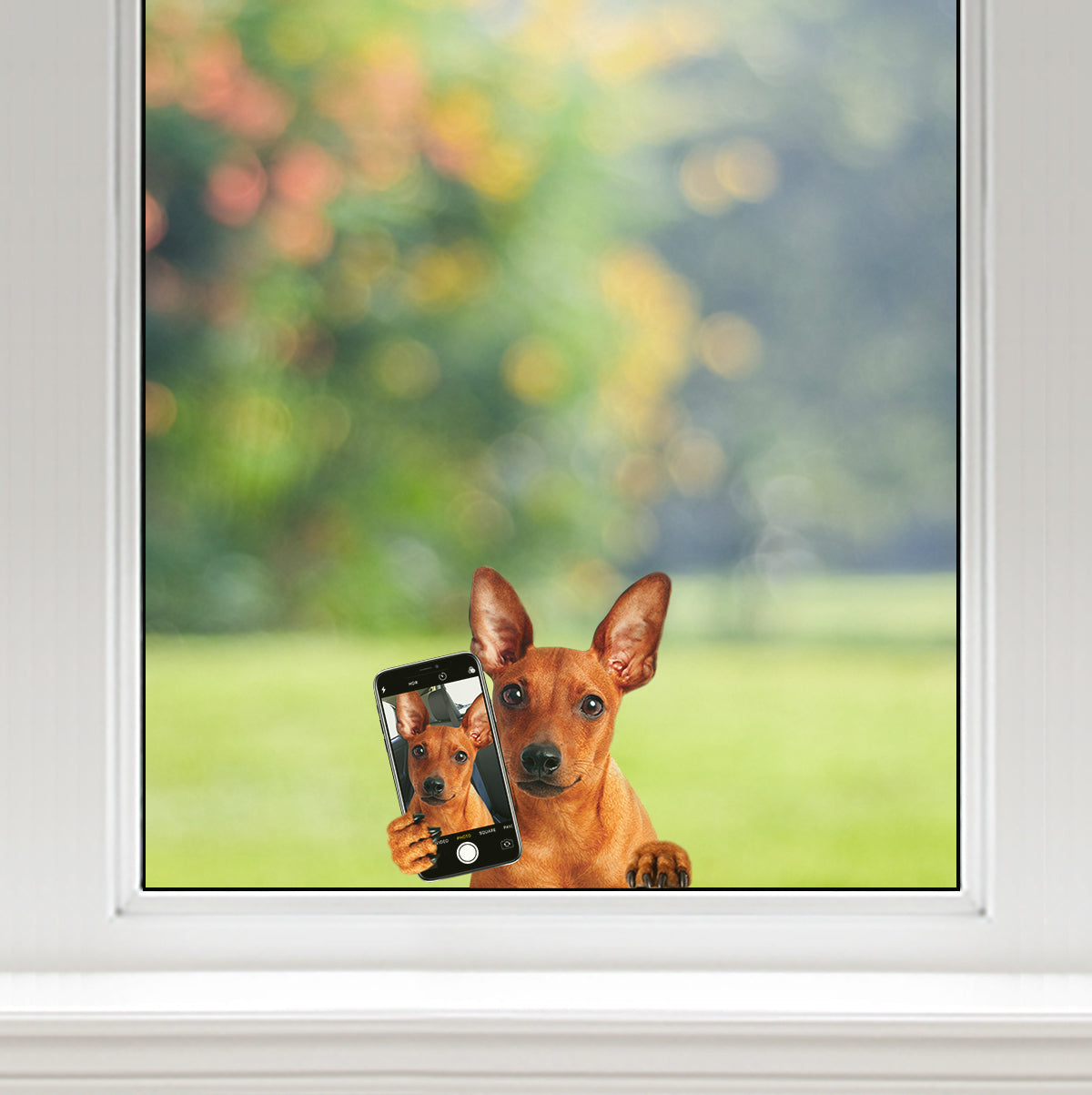 Do You Like My Selfie - Miniature Pinscher Car/ Door/ Fridge/ Laptop Sticker V1