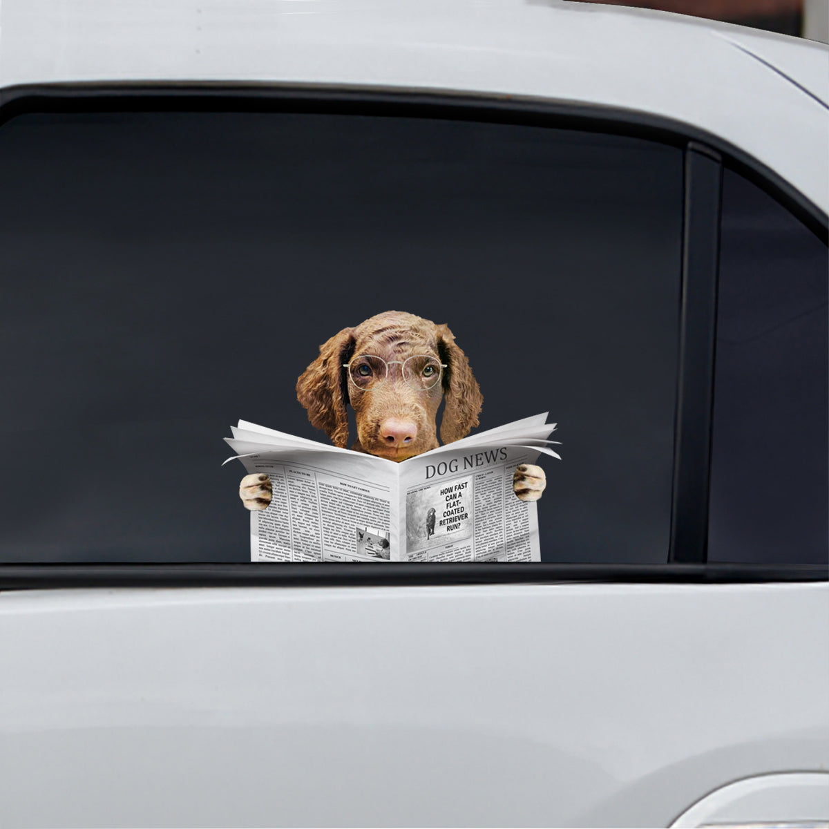 Haben Sie heute die Nachrichten gelesen? - Aufkleber für Auto, Tür, Kühlschrank und Laptop mit Curly Coated Retriever V1