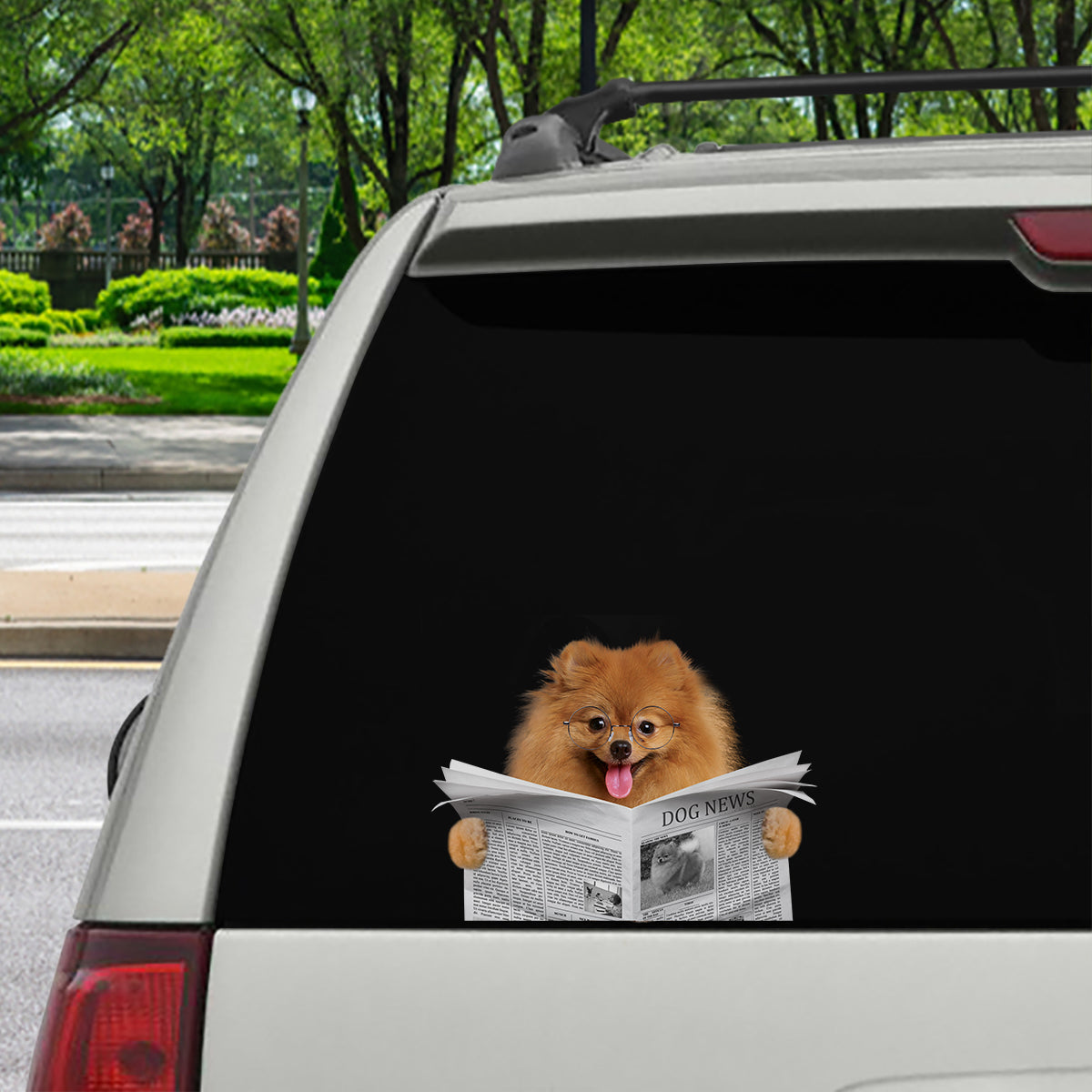 Have You Read The News Today - Pomeranian Car/ Door/ Fridge/ Laptop Sticker V1