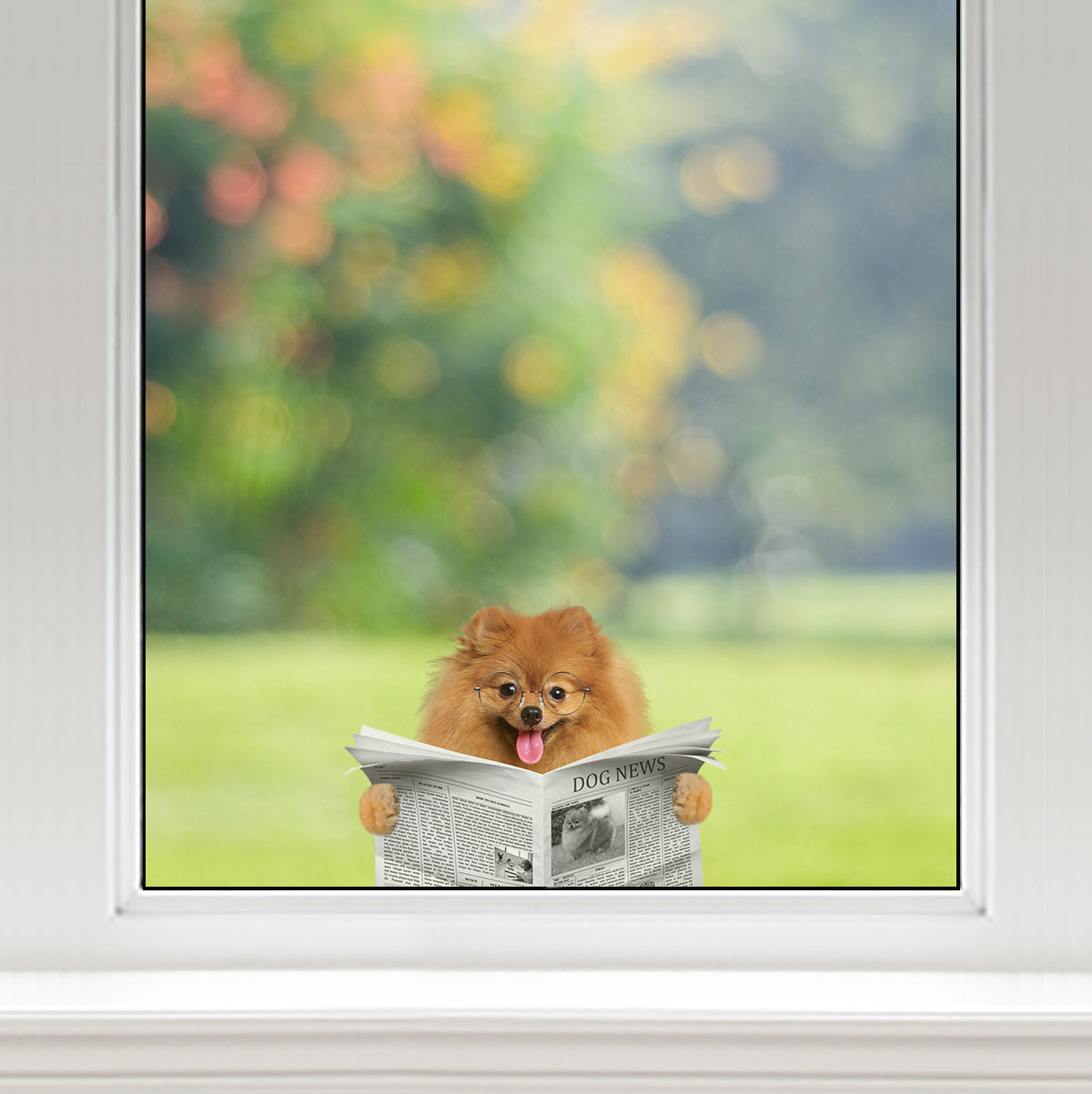 Have You Read The News Today - Pomeranian Car/ Door/ Fridge/ Laptop Sticker V1