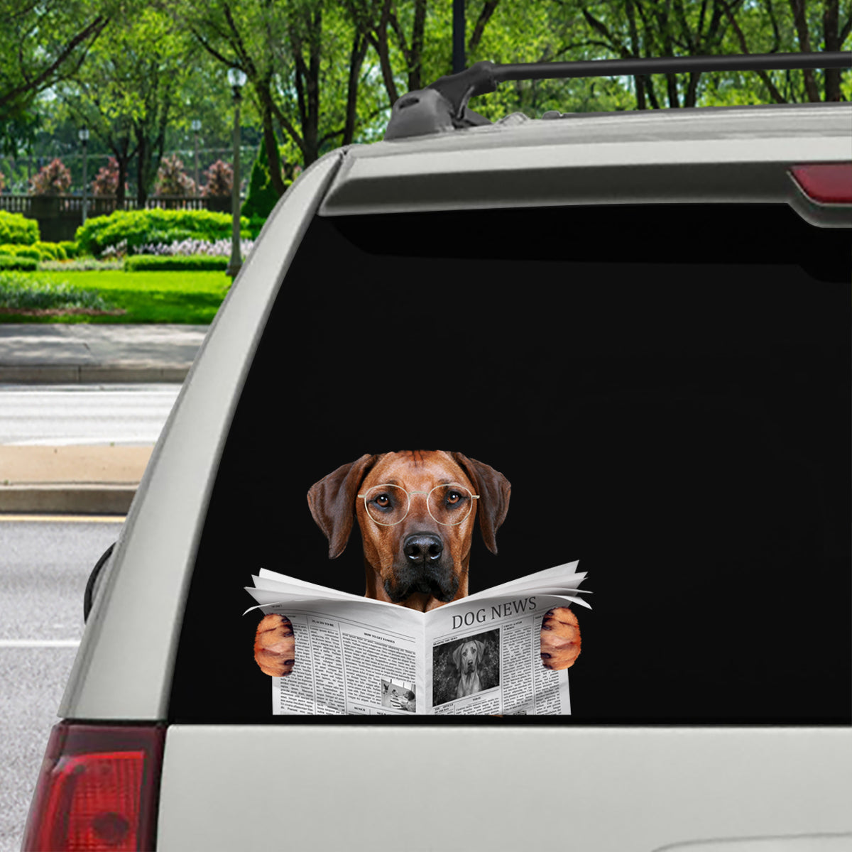 Have You Read The News Today - Rhodesian Ridgeback Car/ Door/ Fridge/ Laptop Sticker V1