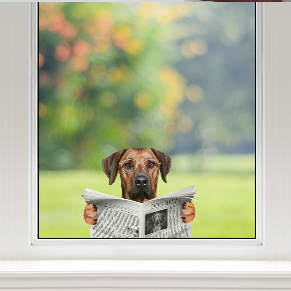 Have You Read The News Today - Rhodesian Ridgeback Car/ Door/ Fridge/ Laptop Sticker V1