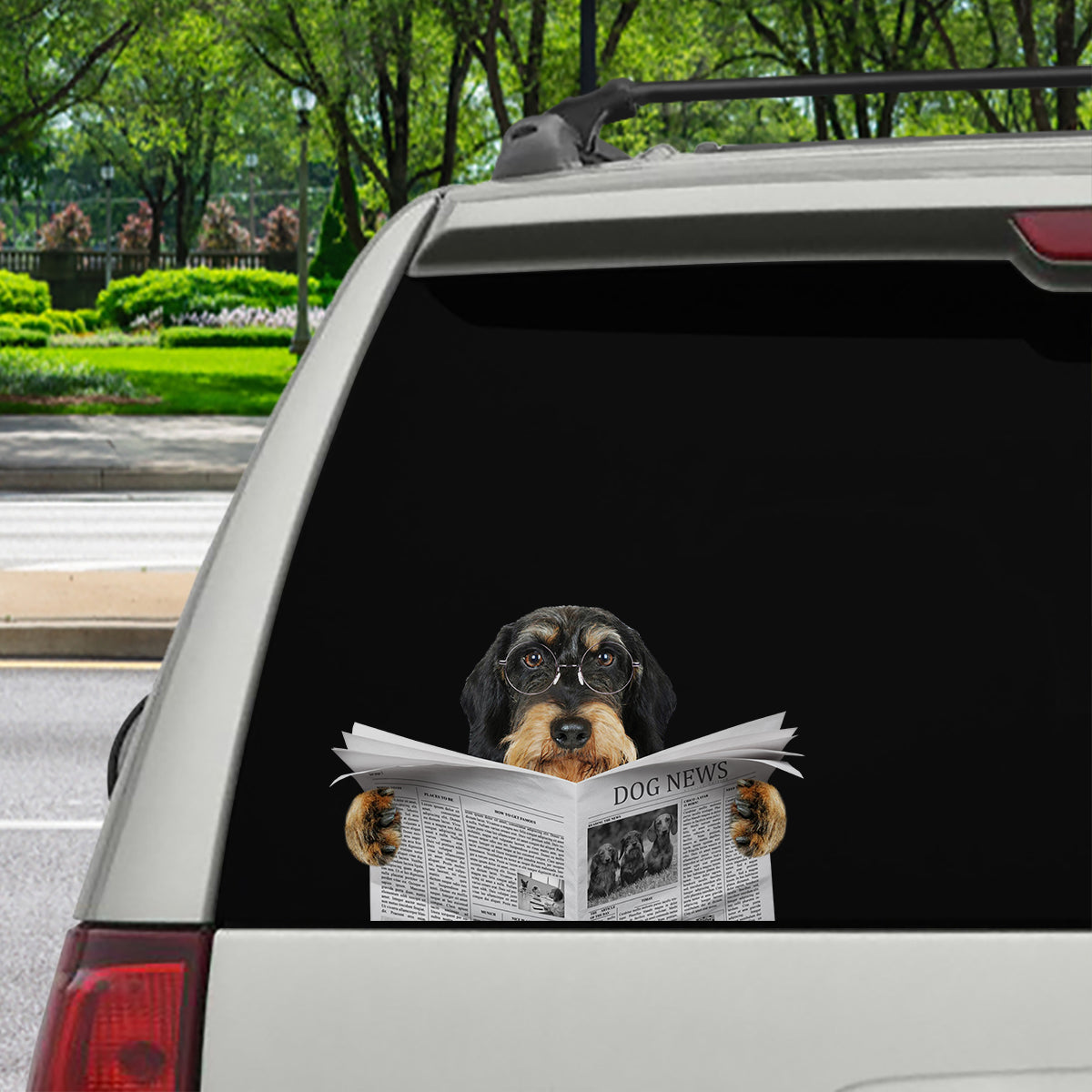 Have You Read The News Today - Wire Haired Dachshund Car/ Door/ Fridge/ Laptop Sticker V1
