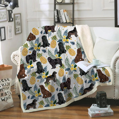 Terre-Neuve - Couverture colorée V1