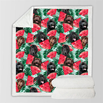 Terre-Neuve - Couverture colorée V2