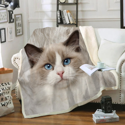 Chat Ragdoll - Couverture V1