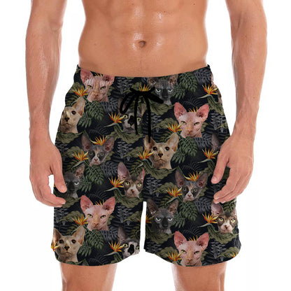 Sphynx Cat - Short hawaïen V1