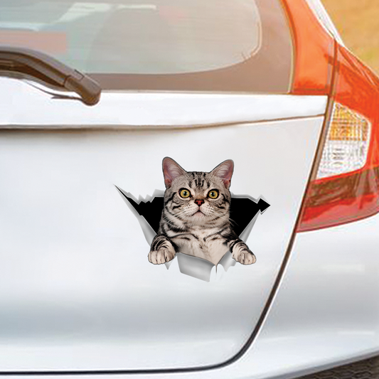 We Like Riding In Cars - American Shorthair Car/ Door/ Fridge/ Laptop Sticker V1