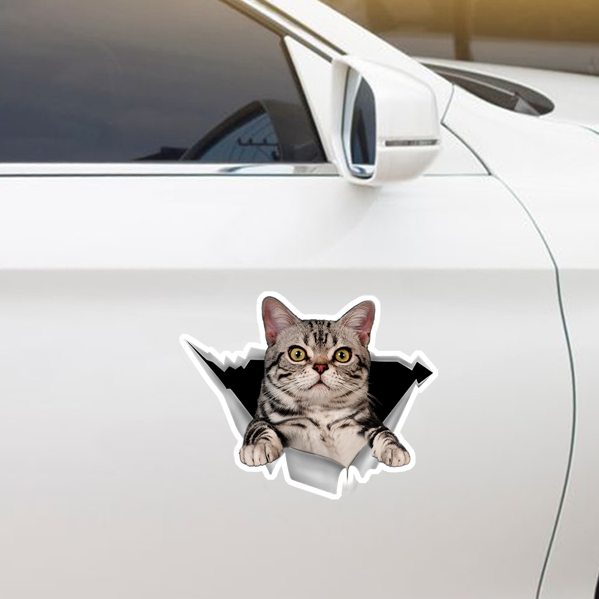 Nous aimons rouler dans les voitures - American Shorthair Car/ Door/ Fridge/ Laptop Sticker V1