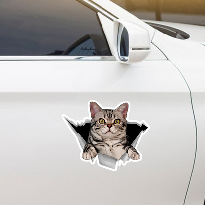Nous aimons rouler dans les voitures - American Shorthair Car/ Door/ Fridge/ Laptop Sticker V1