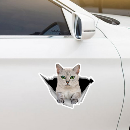 We Like Riding In Cars - Burmilla Car/ Door/ Fridge/ Laptop Sticker V1