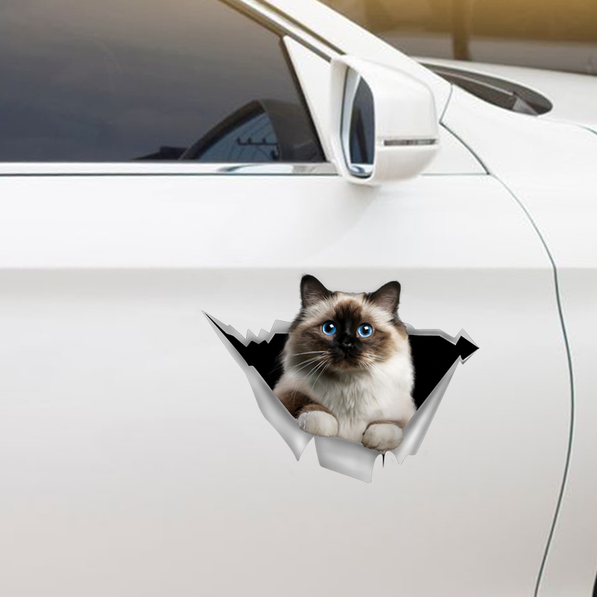 Nous aimons rouler dans les voitures - Birman Cat Car / Porte / Réfrigérateur / Autocollant pour ordinateur portable V1