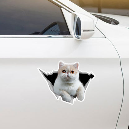 We Like Riding In Cars - Exotic Cat Car/ Door/ Fridge/ Laptop Sticker V1