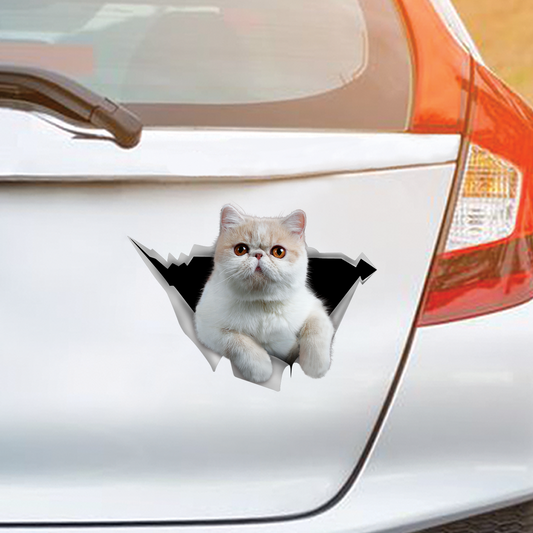 Nous aimons rouler dans les voitures - Autocollant de voiture/porte/réfrigérateur/ordinateur portable de chat exotique V1