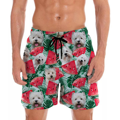 West Highland White Terrier - Short hawaïen V1