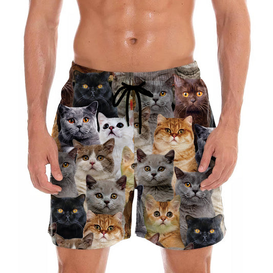 You Will Have A Bunch Of British Shorthair Cats - Shorts V1