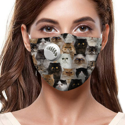 Vous aurez un groupe de chats persans F-Masque