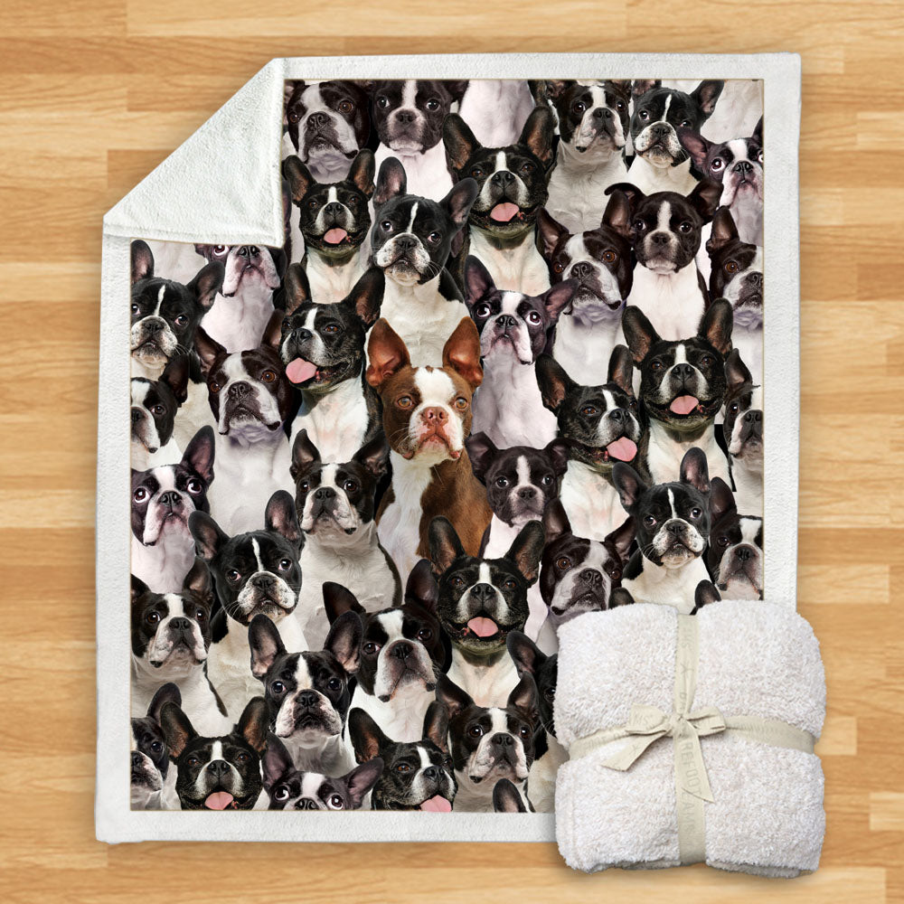 Boston Terriers - Blanket V1