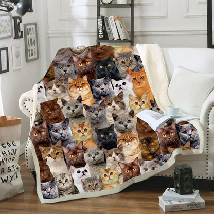 You Will Have A Bunch Of British Shorthair Cats - Blanket V1