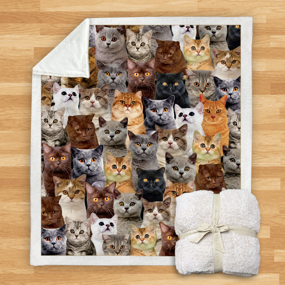 British Shorthair Cats - Blanket V1