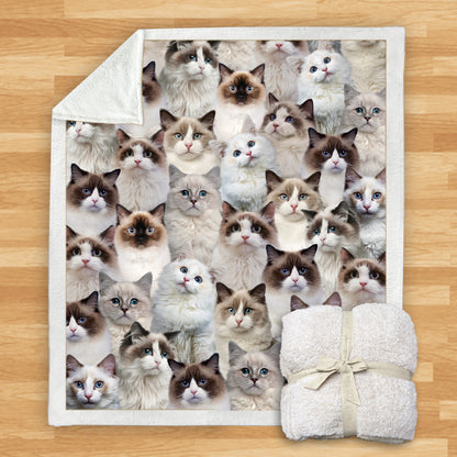 Ragdoll Cats - Blanket V1