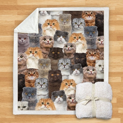 Scottish Fold Cats - Blanket V1