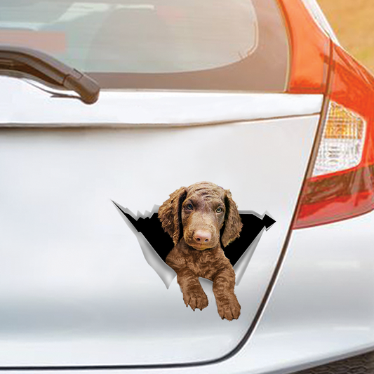 Nous aimons rouler dans les voitures - Autocollant de voiture/porte/réfrigérateur/ordinateur portable Curly Coated Retriever V1